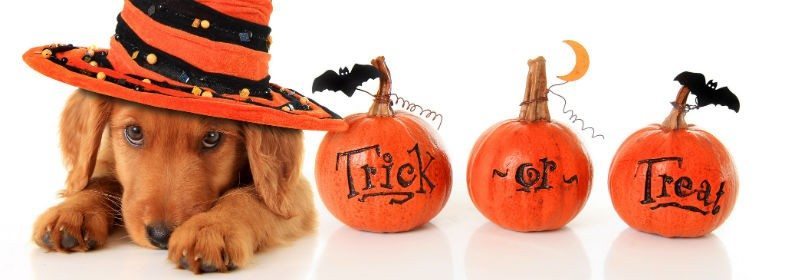 5 Ways To Keep Your Pet Safe During Halloween