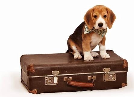 3 Things You Must Know About Travelling With Your Pet