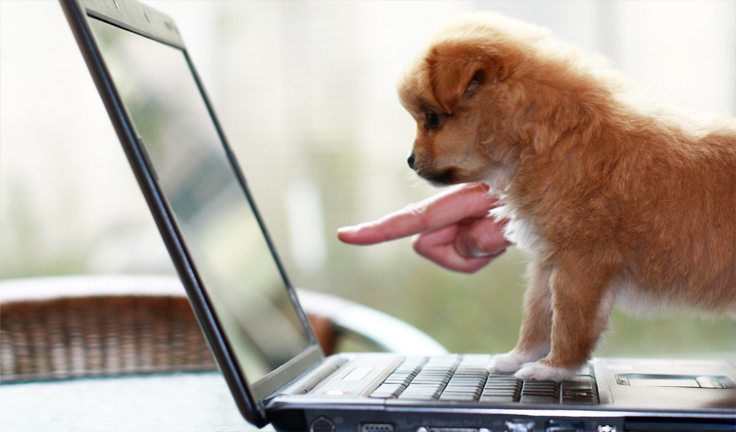 The 7 Pets You Must Follow On Social Media