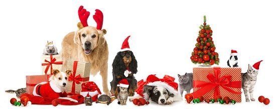 4 Ways To Keep Your Pet Safe During The Holidays