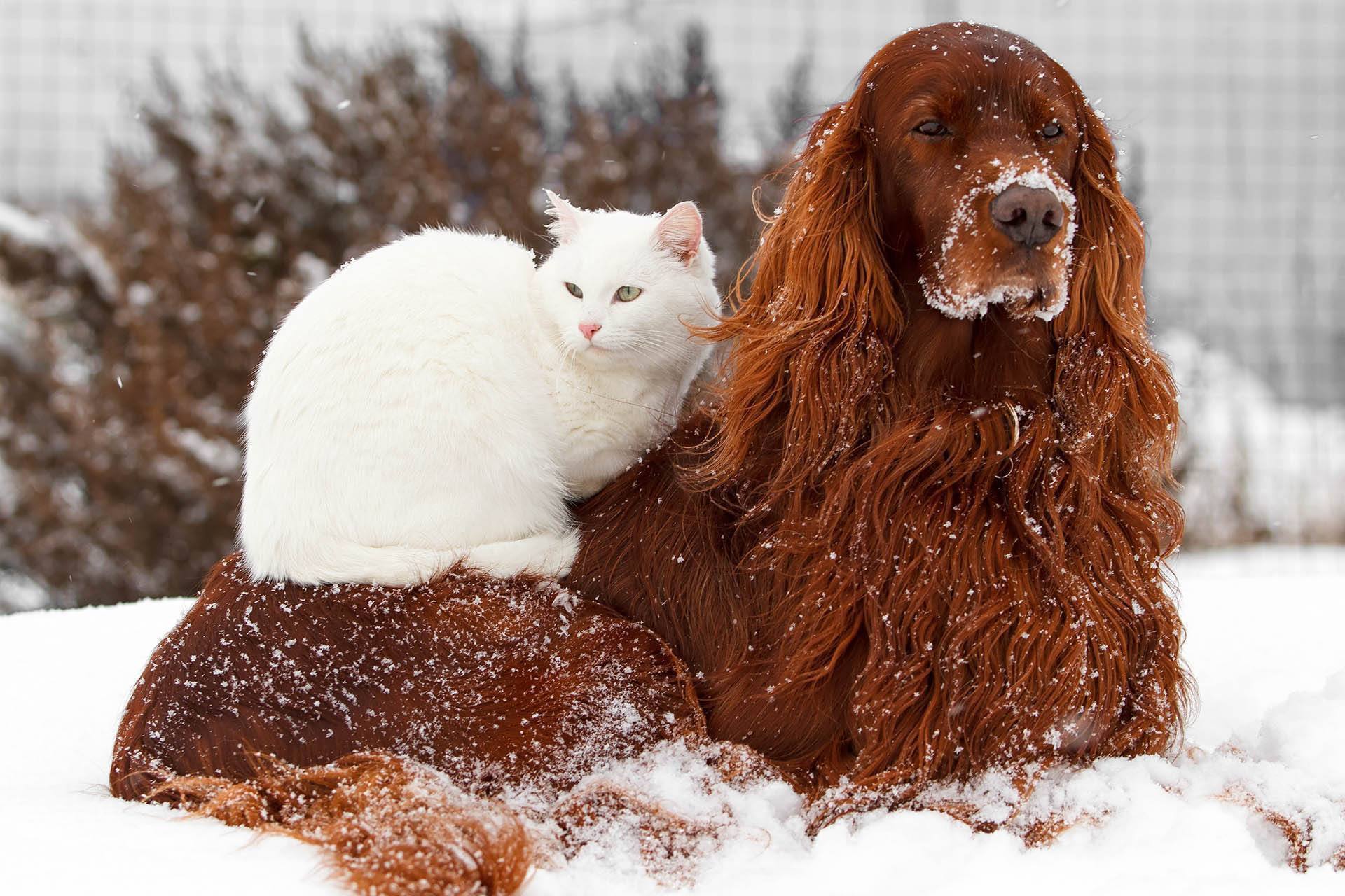 What To Do With Your Pet During Winter