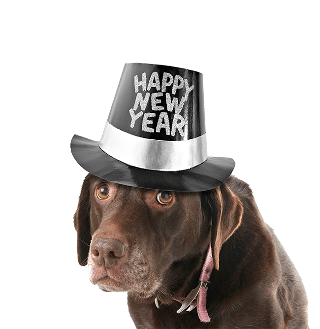 How To Include Your Pets In Your New Year’s Resolutions