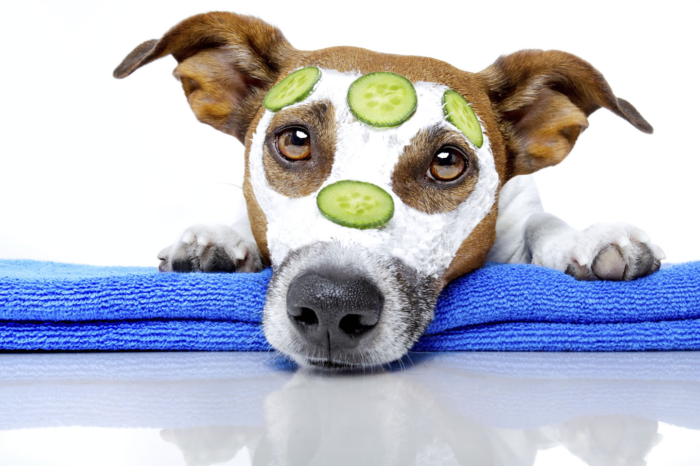 5 Tips To Groom Your Pet