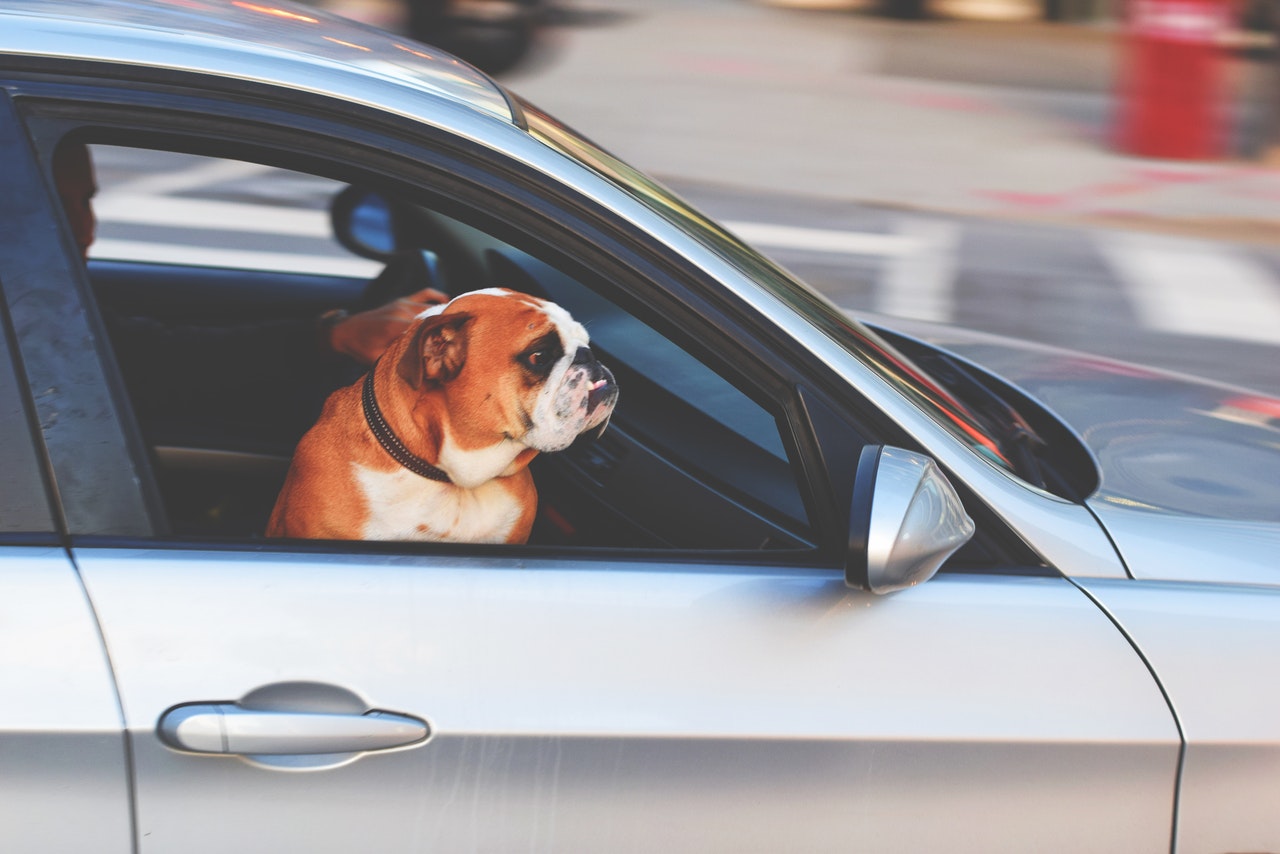 Taking Your Dog On Car Rides