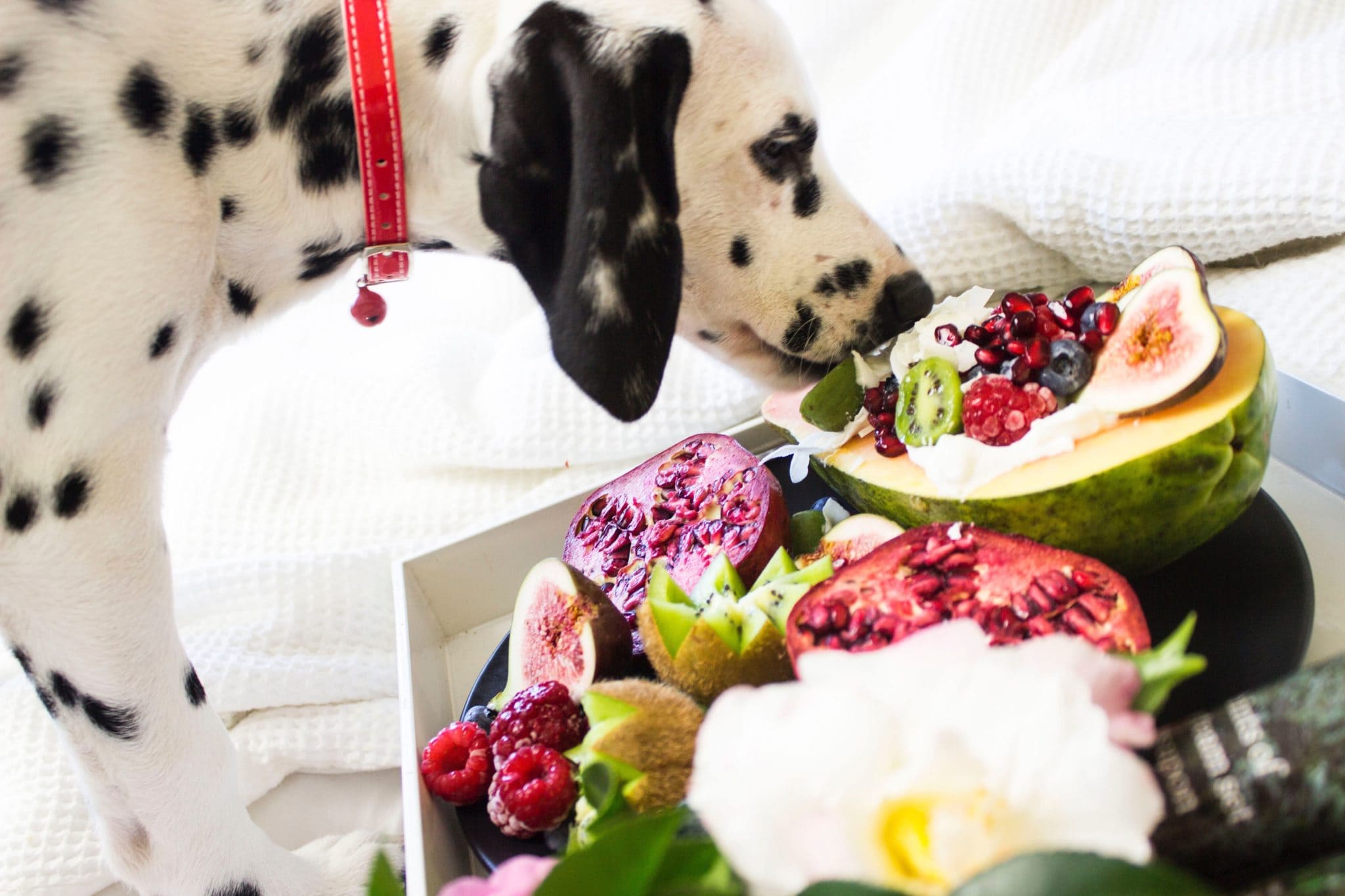 Should You Put Your Pet On A Raw Food Diet