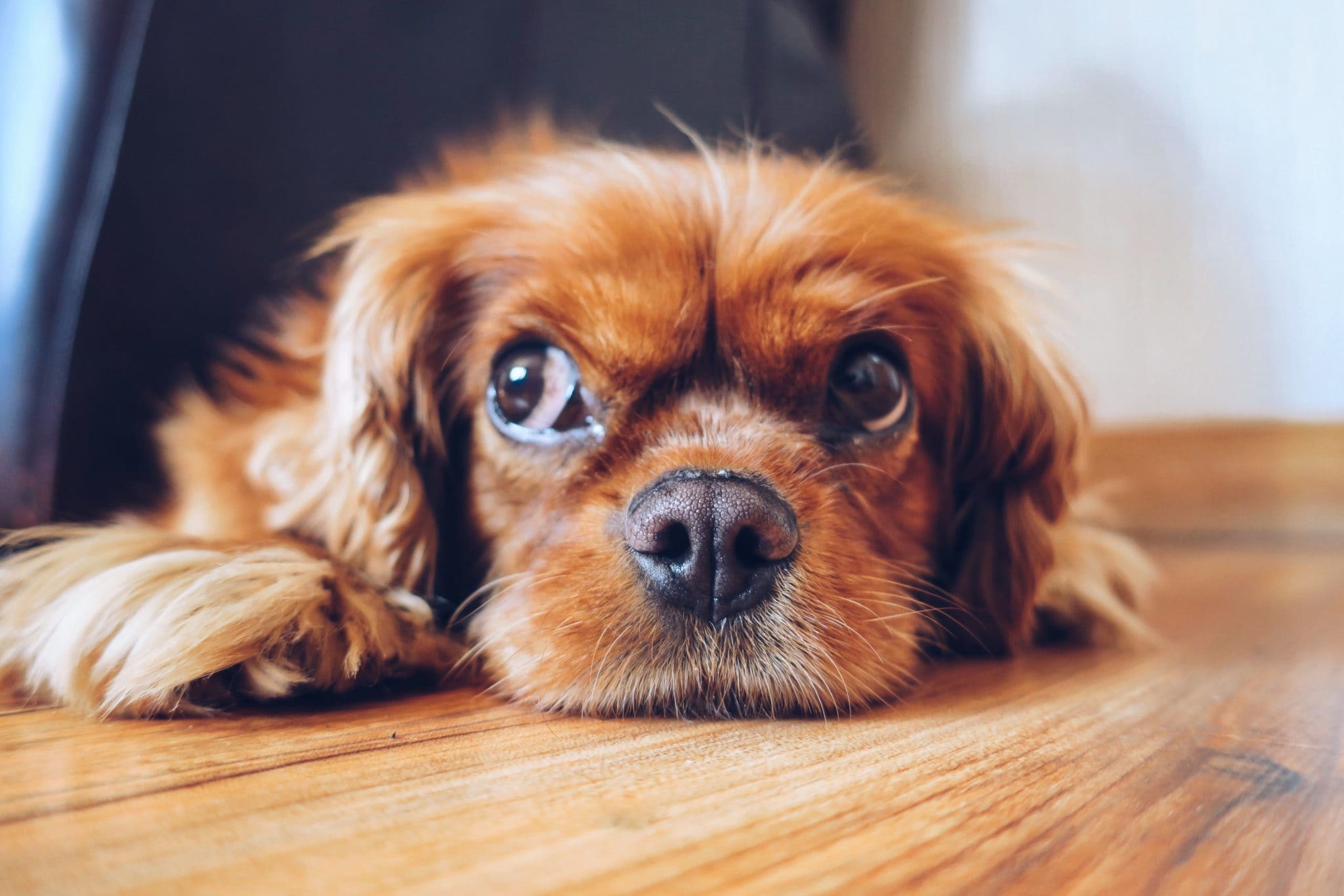 How To Treat Ear Infections In Your Pet