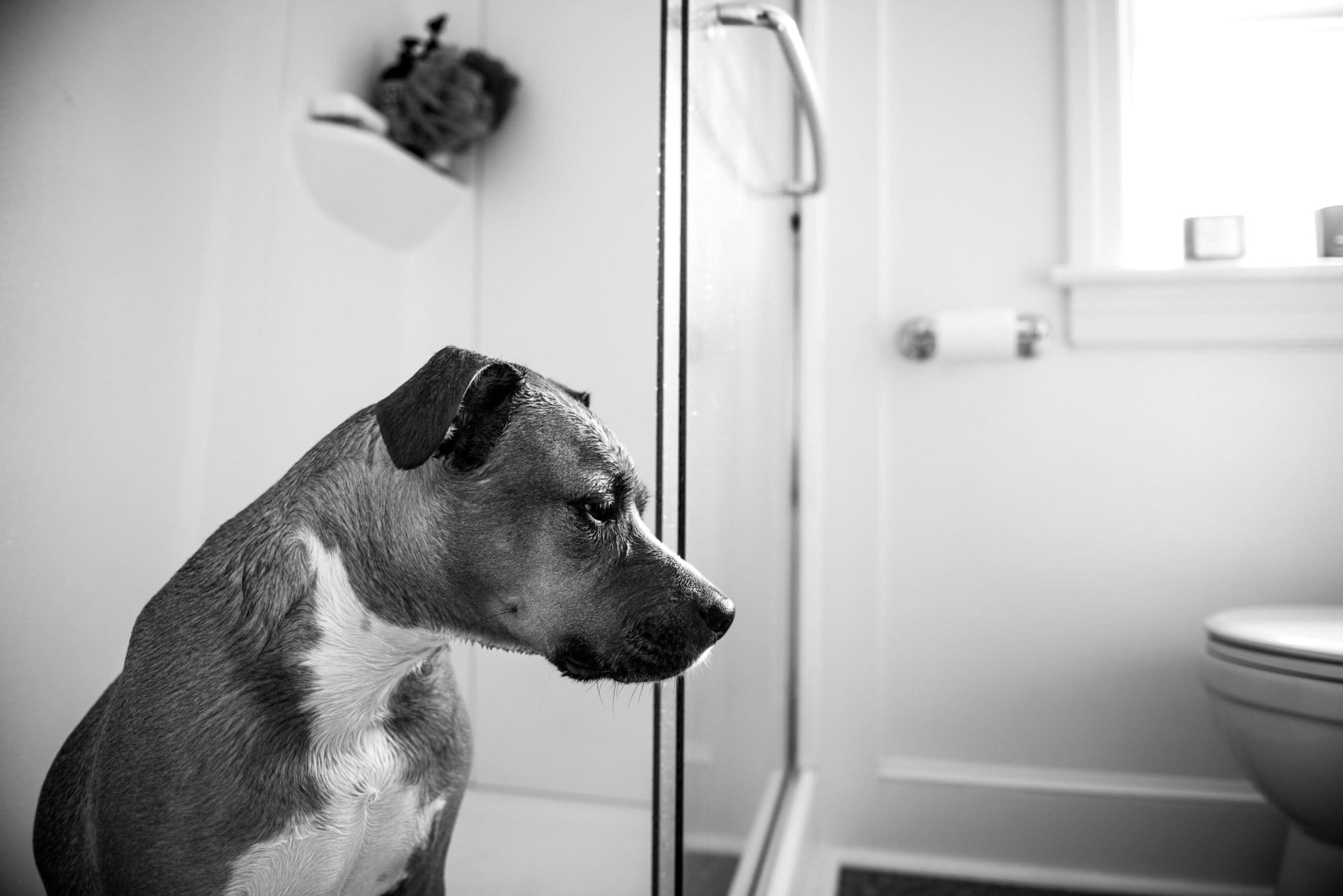 Is Toilet Water Safe For Pets