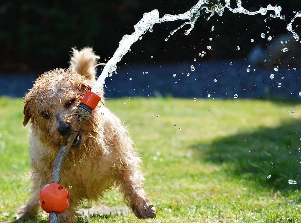 How To Keep Your Pets Safe and Happy This Summer