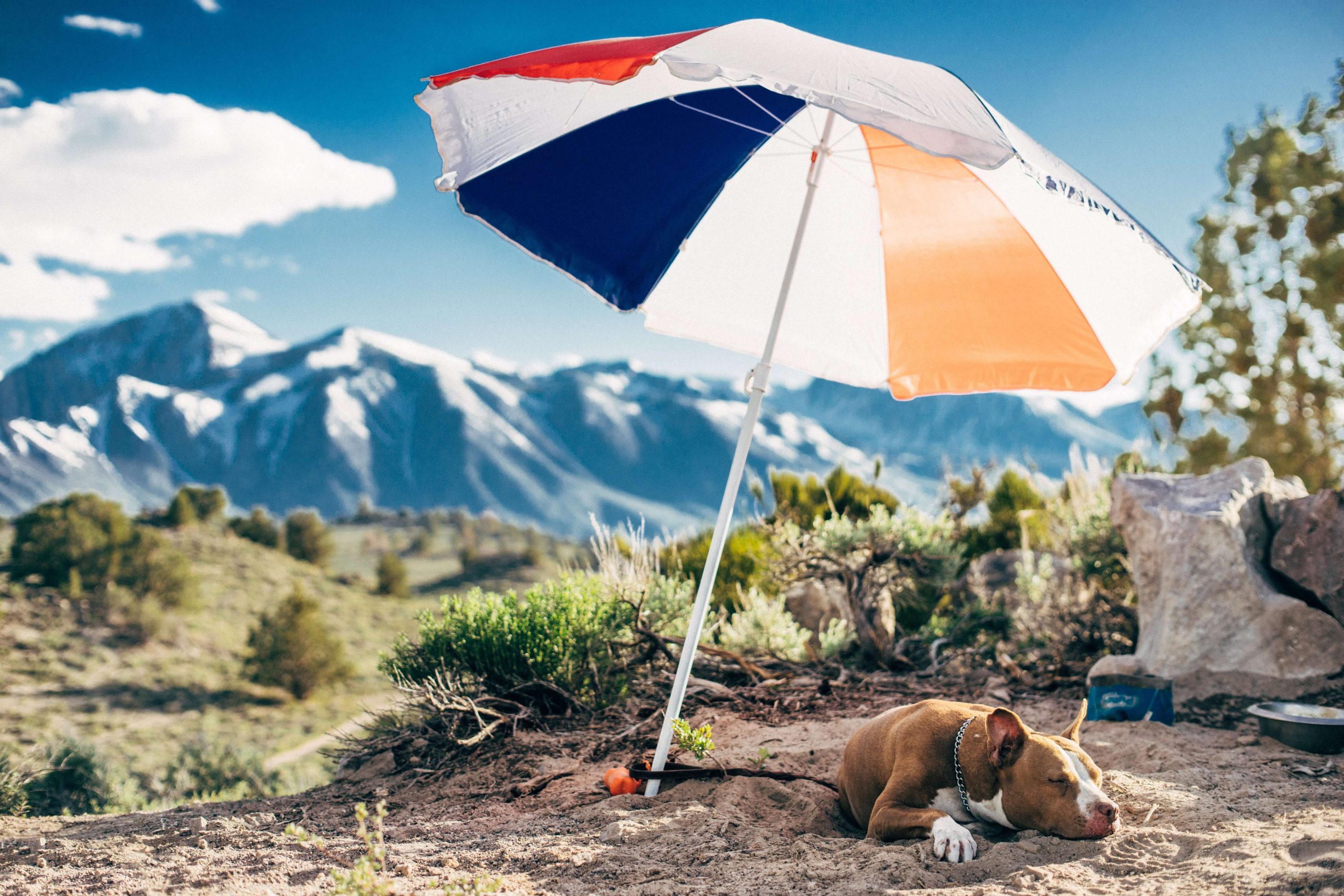 5 Top Tips For Summer Safety For Your Pets