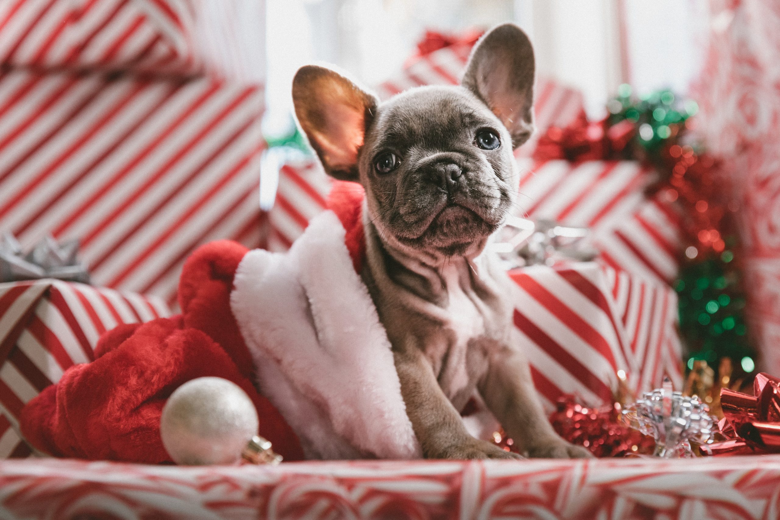 5 Tips To Keep Your Pet Safe This Christmas