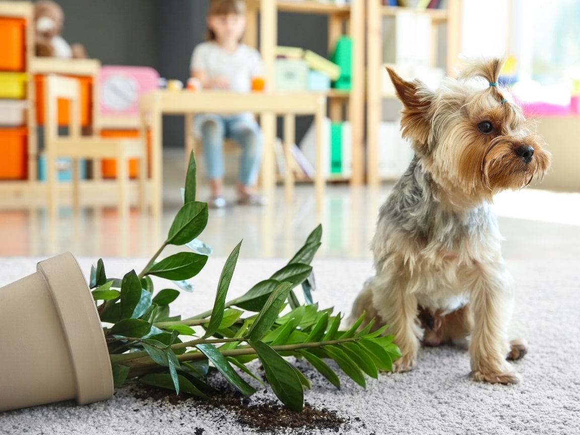 Dog knocks over plant