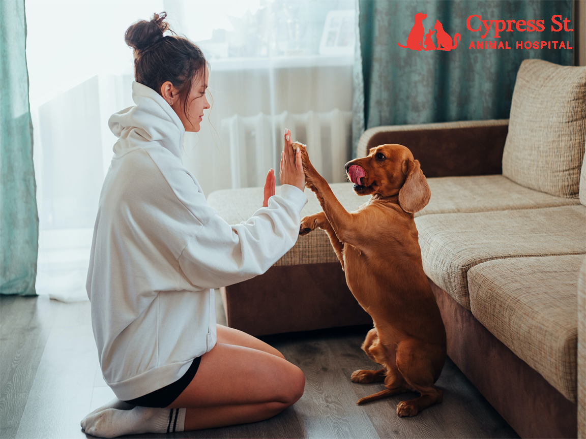 Some of Your Most Asked Dog Care Questions Answered