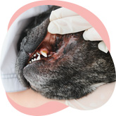 Pet-Oral-Infections-small