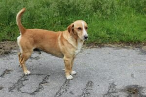 Christmas Foods That Are Dangerous for Pets in Canadian Homes