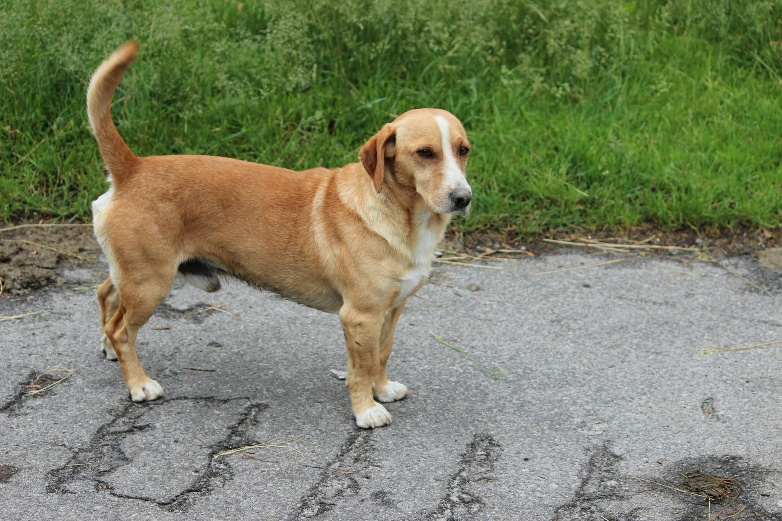 Christmas Foods That Are Dangerous for Pets in Canadian Homes