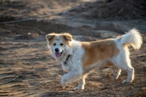 Holiday Decorations That Can Be Toxic or Harmful to Pets