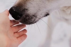 Essential First Aid Skills Every Pet Owner Should Learn