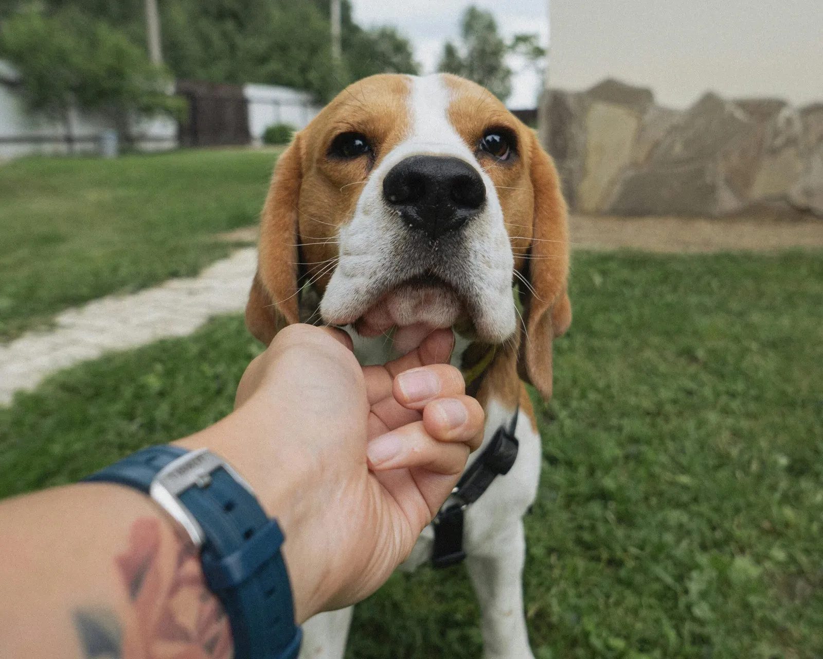 How to Manage Separation Anxiety in Dogs