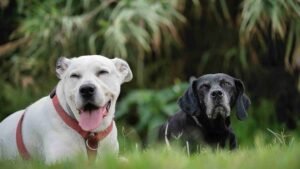 senior pet wellness Kitsilano