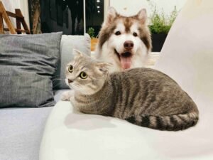 puppy kitten socialization Kitsilano