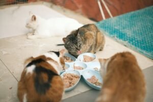 Cat eating a measured meal, healthy weight and nutrition for pets in Kitsilano, Vancouver