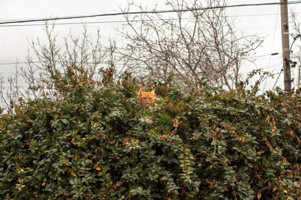 An orange cat peeks over a dense leafy bush, surrounded by bare trees, under an overcast sky.