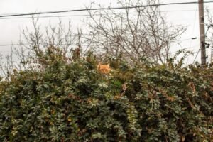 An orange cat peeks over a dense leafy bush, surrounded by bare trees, under an overcast sky.